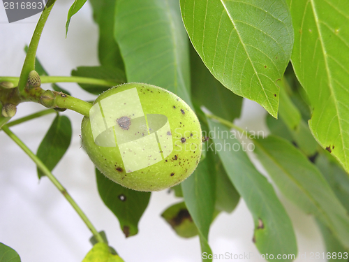 Image of Single unripe walnut on tree and white background