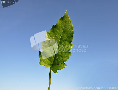 Image of Cup plant