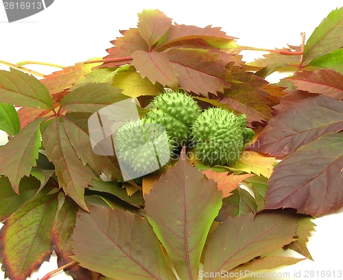 Image of Gorgeous autumn leaves and fruits of an angel trumpet