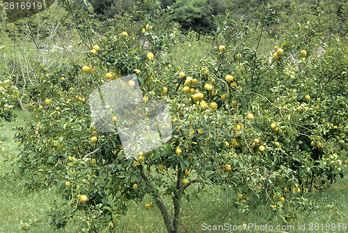 Image of Lemon tree with fruit
