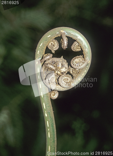Image of Unrolling young frond