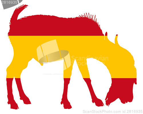 Image of Spanish he-goat