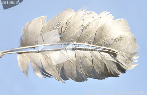 Image of Single feather