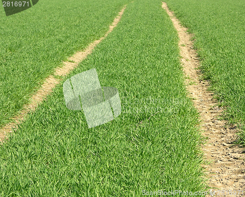 Image of A field path through the fresh green