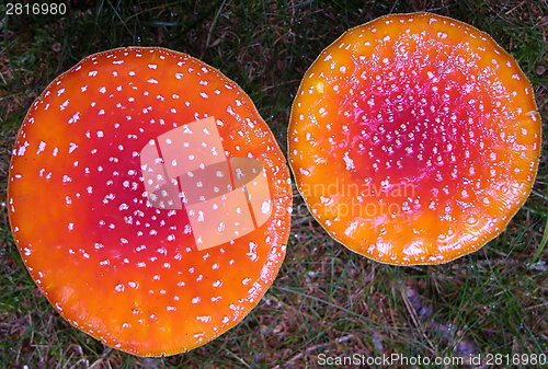 Image of The top of two fly agarics