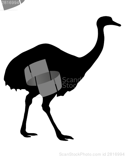 Image of Greater Rhea Silhouette