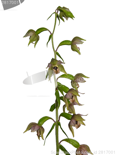 Image of Cutout and close-up view of isolated epipactis