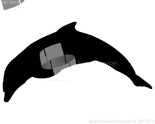 Image of Dolphin silhouette