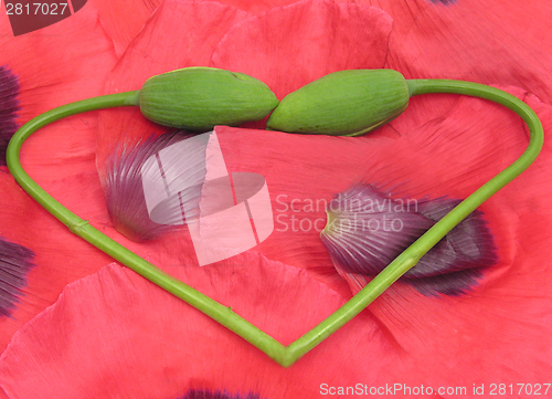 Image of Heart out of  poppy buds with petals as background