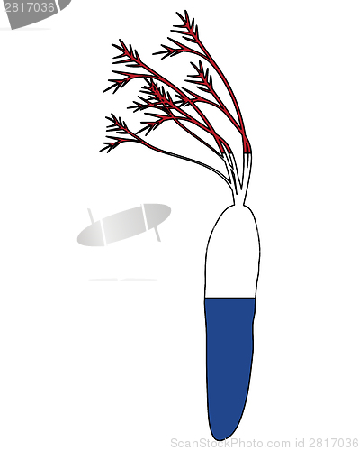 Image of Dutch carrot