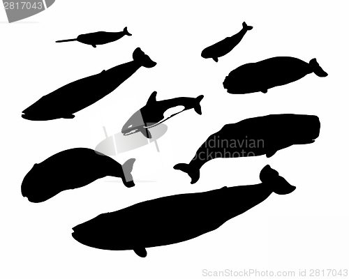 Image of Several whales