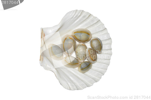 Image of Seashell on white