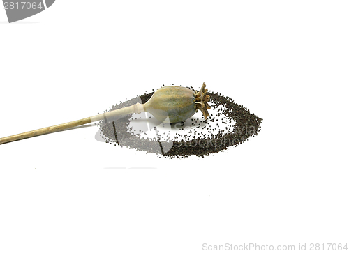 Image of Poppy capsule with poppy seeds