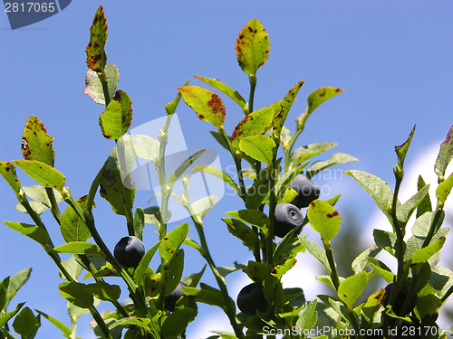 Image of Bilberry bush with ripe bilberries and a blue sky as background