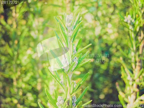 Image of Retro look Rosemary