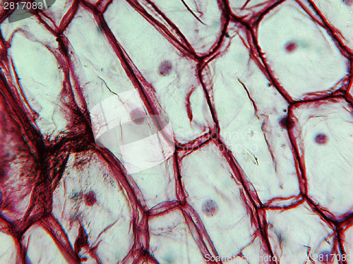 Image of Onion epidermus micrograph