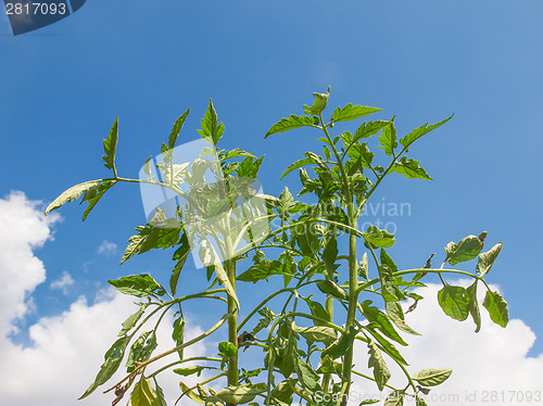 Image of Plug tomato plant