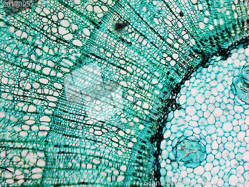 Image of Pine Wood micrograph