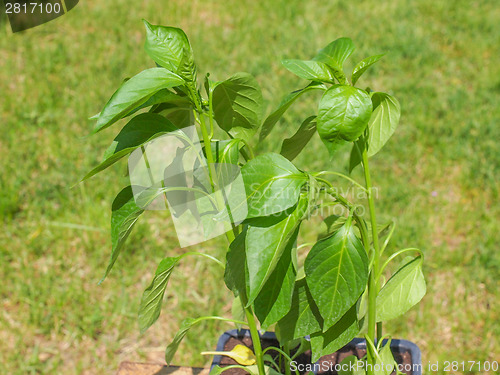 Image of Plug pepper plant