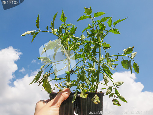 Image of Plug tomato plant