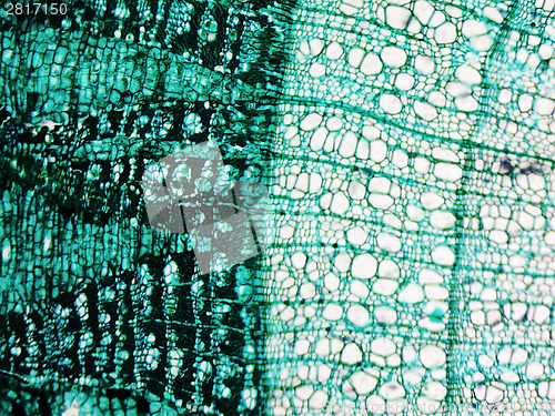 Image of Pine Wood micrograph