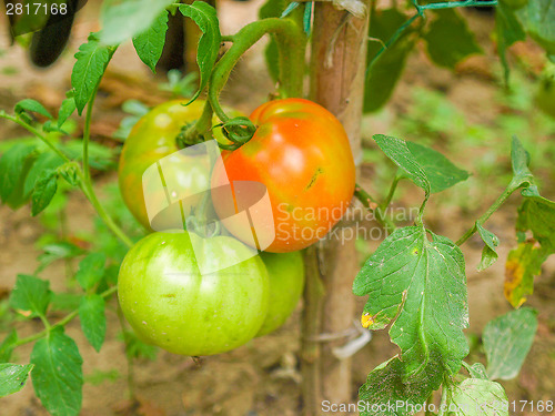 Image of Tomato