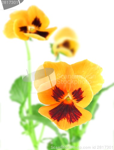 Image of Orange-violet pansy flower