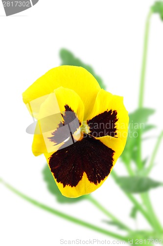 Image of Yellow-violet pansy flower
