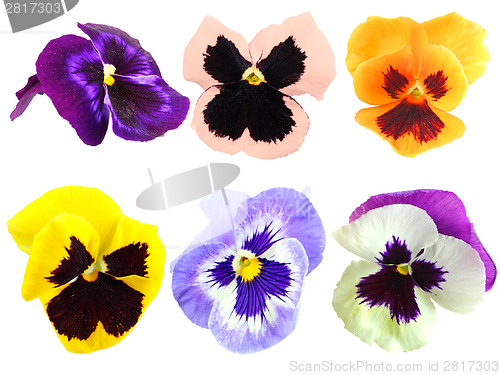 Image of Set of motley pansy flowers