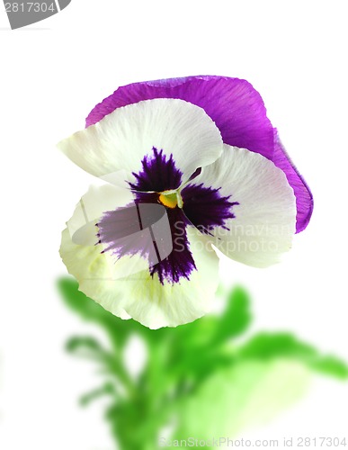 Image of White-purple pansy flower