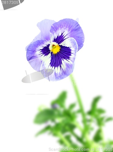 Image of Blue pansy flower