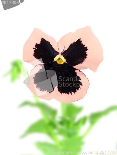 Image of Pink-purple pansy flower