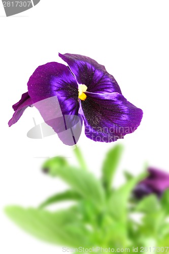 Image of Dark violet pansy flower