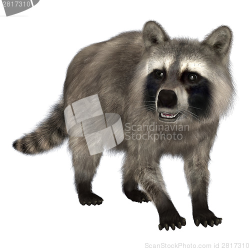 Image of Raccoon