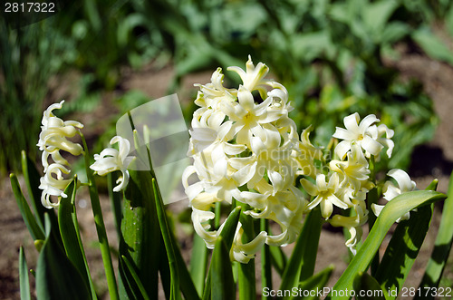 Image of white spring flowers hyacinths in garden 