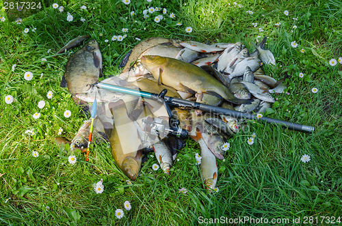 Image of fish catch pile on grass with rod and float 