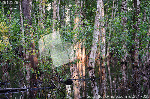 Image of Inundation birch tree trunks sunset reflections 