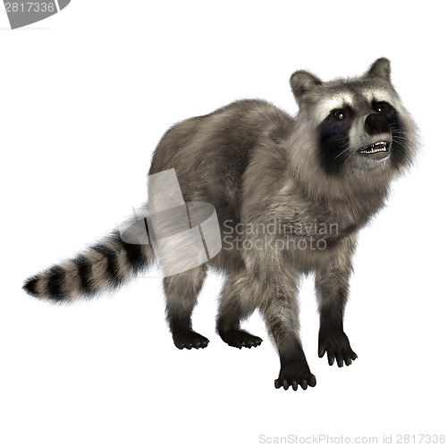 Image of Raccoon