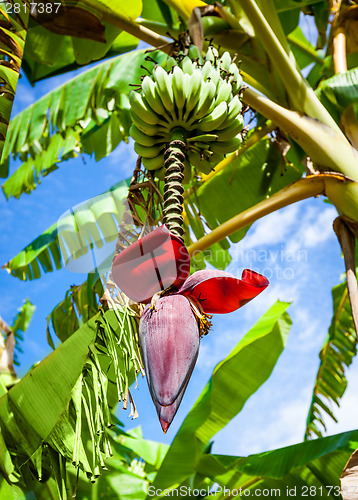 Image of Banana flower