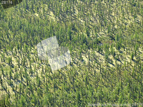 Image of Aerial view on forest-tundra landscape