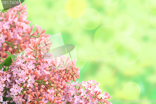 Image of Background with branch of pink lilac