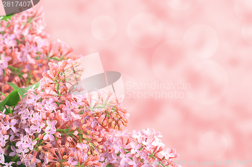 Image of Background with pink lilac
