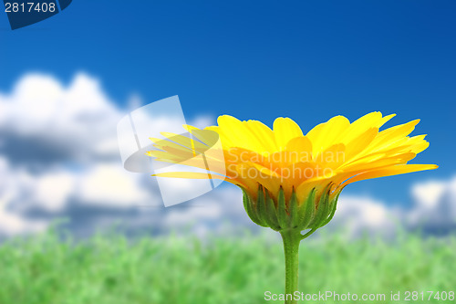 Image of Background with orange flower on sky