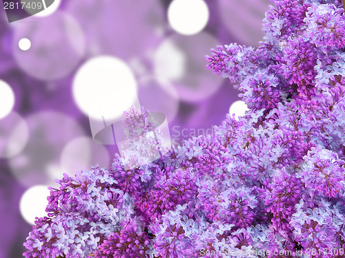 Image of Abstract background with puple lilac