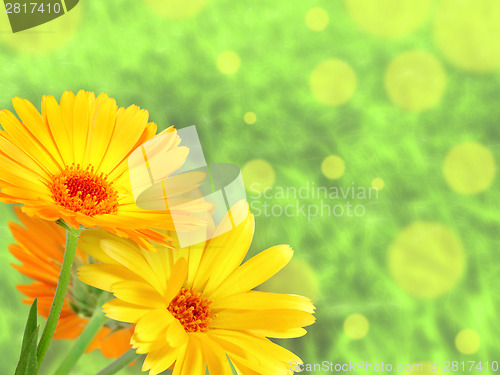 Image of Background with orange flowers