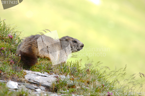 Image of Marmot