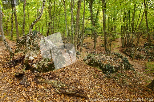 Image of Forest
