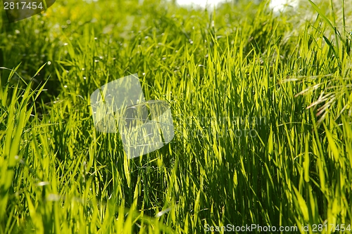 Image of Green Grass