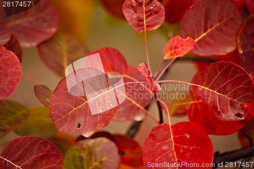 Image of Autumn leaves