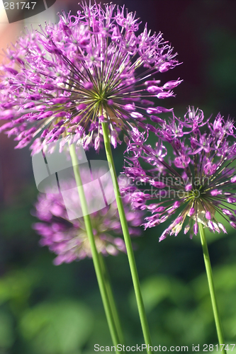 Image of Lilac Firework